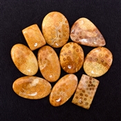 FOSSIL015