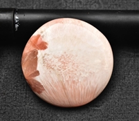SCT0008